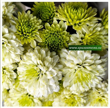 Хризантема мультифлора Primo Pistache м.193 /поставка весна 2026г/