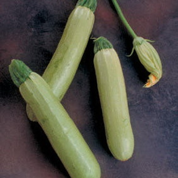 АЙМАРАН F1 семена кабачка Nunhems описание – фото 4