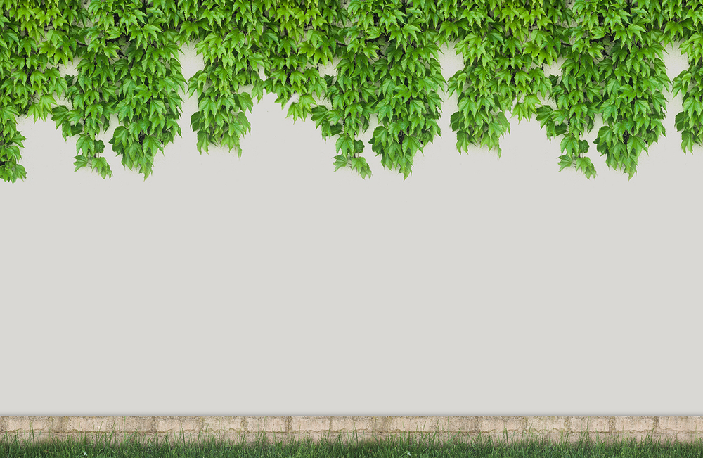 Коллекция GREENDAY