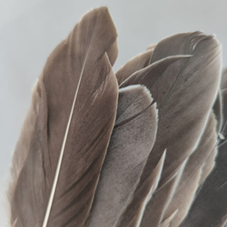 Гусиные перья естественные 2 сорт 20 шт.