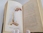 "Наши весенние цветы. Серия 1-3. Наши летние цветы. Серия 1-2". Д.Н.Кайгородов. 1915г.