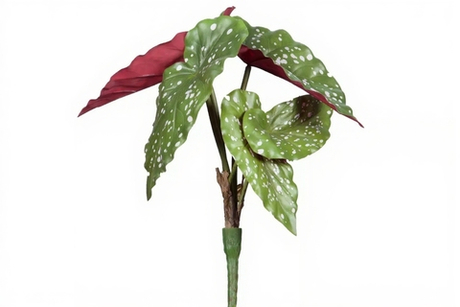 Бегония Макулата куст из 5 листьев