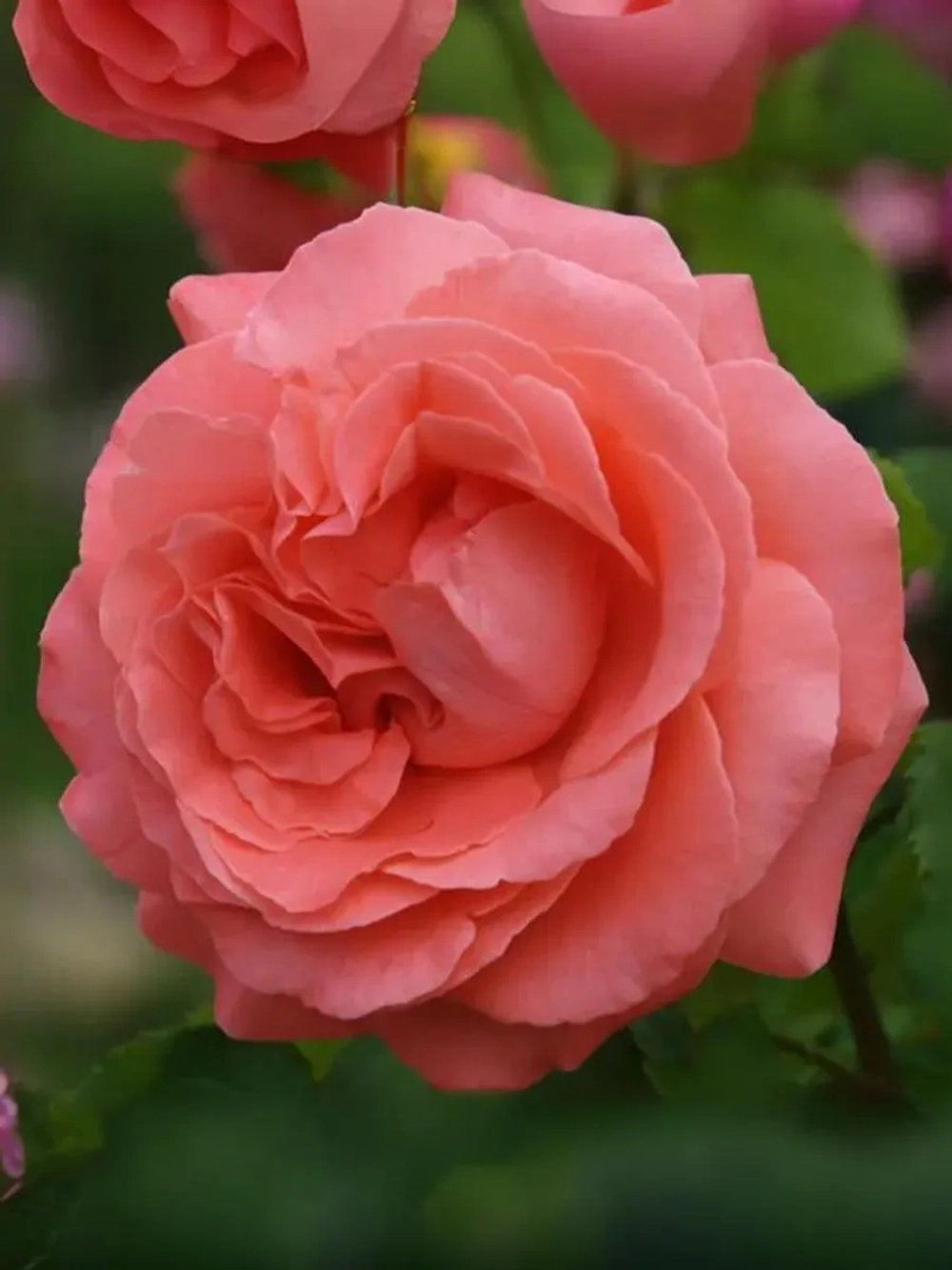 Роза плетистая Ди Ди Бриджуотер