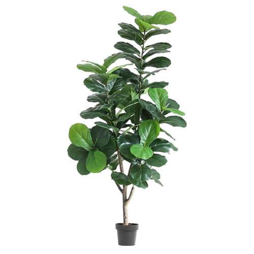 Фикус Лирата 150 см.
