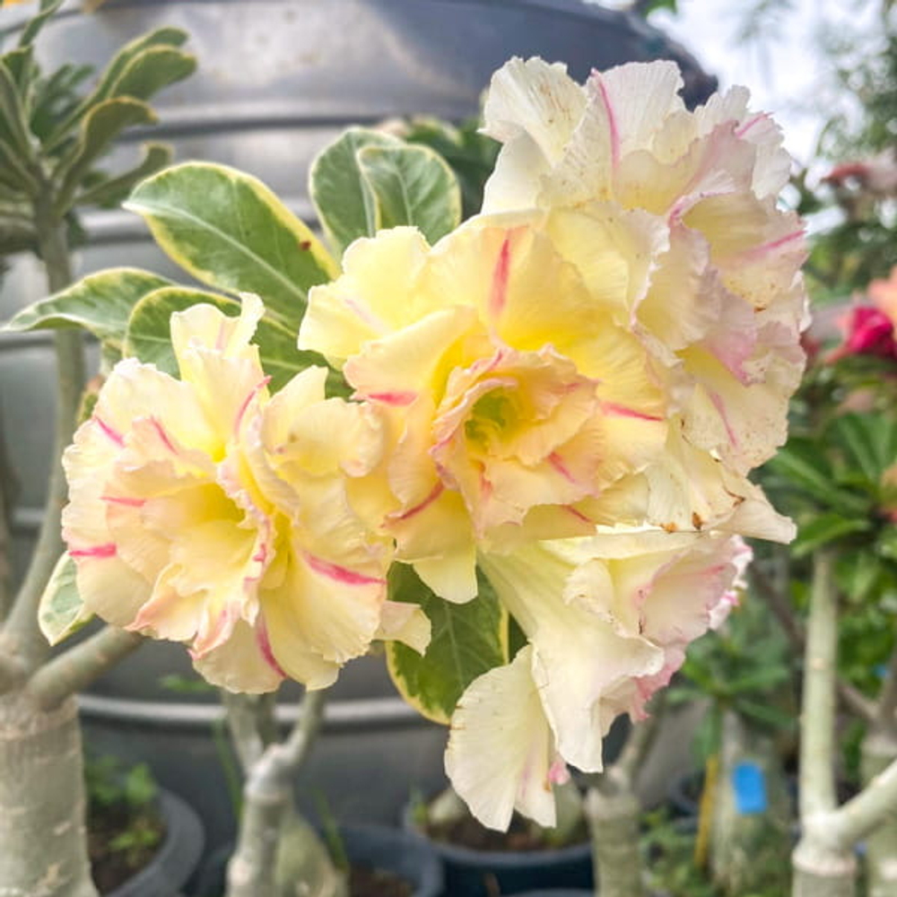 Адениум вариегатный WONDERFUL YELLOW VAR