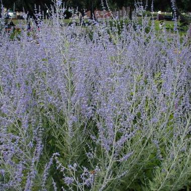 3743 ПЕРОВСКАЯ RUSSIAN SAGE