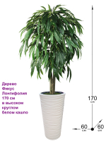 Искусственное дерево Фикус Лонгифолия 170 см в высоком круглом белом кашпо