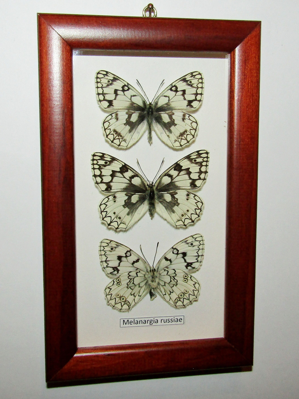 Бабочка Melanargia russiae в рамке