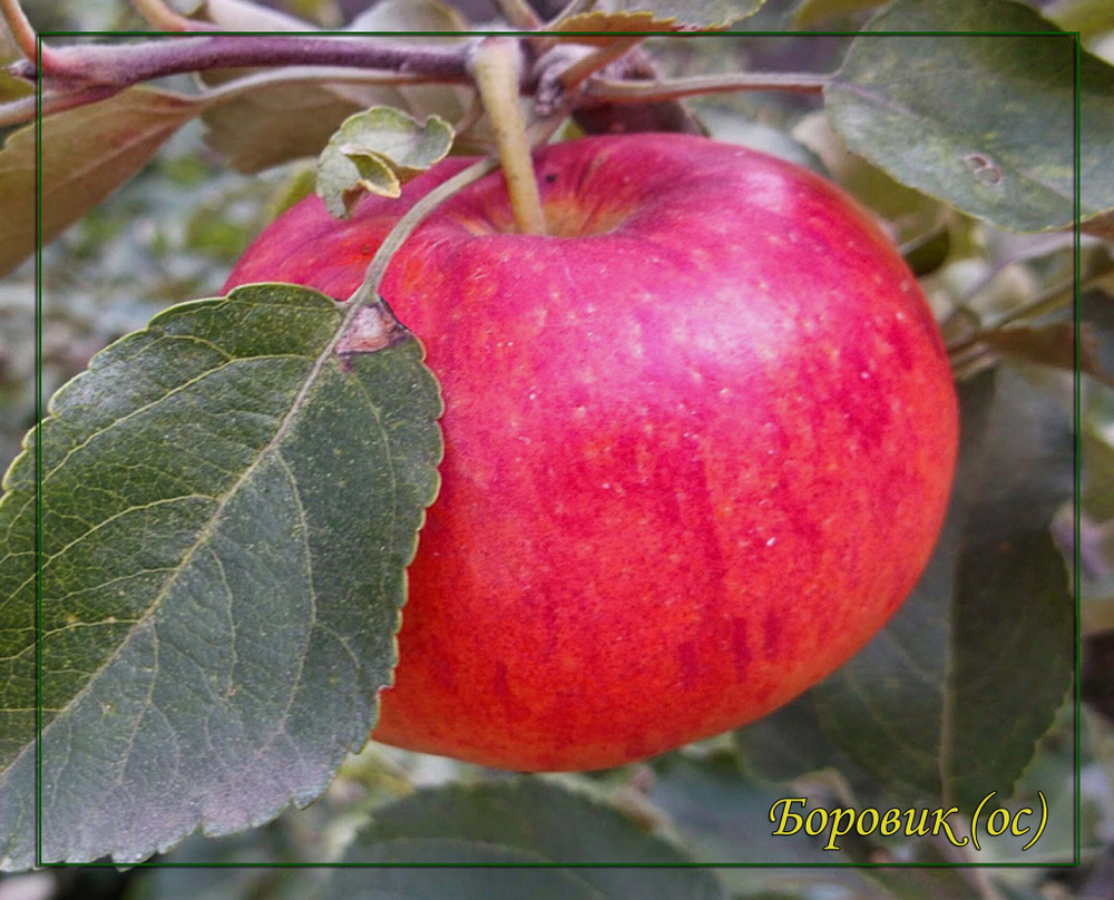 Яблоня Боровик