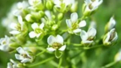 Ярутка полевая