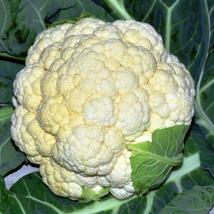 Капуста цветная (цена за 6шт)
