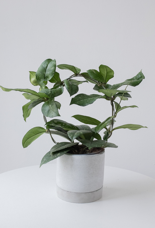 Хойя Крассипетиолата Сплэш 6/10