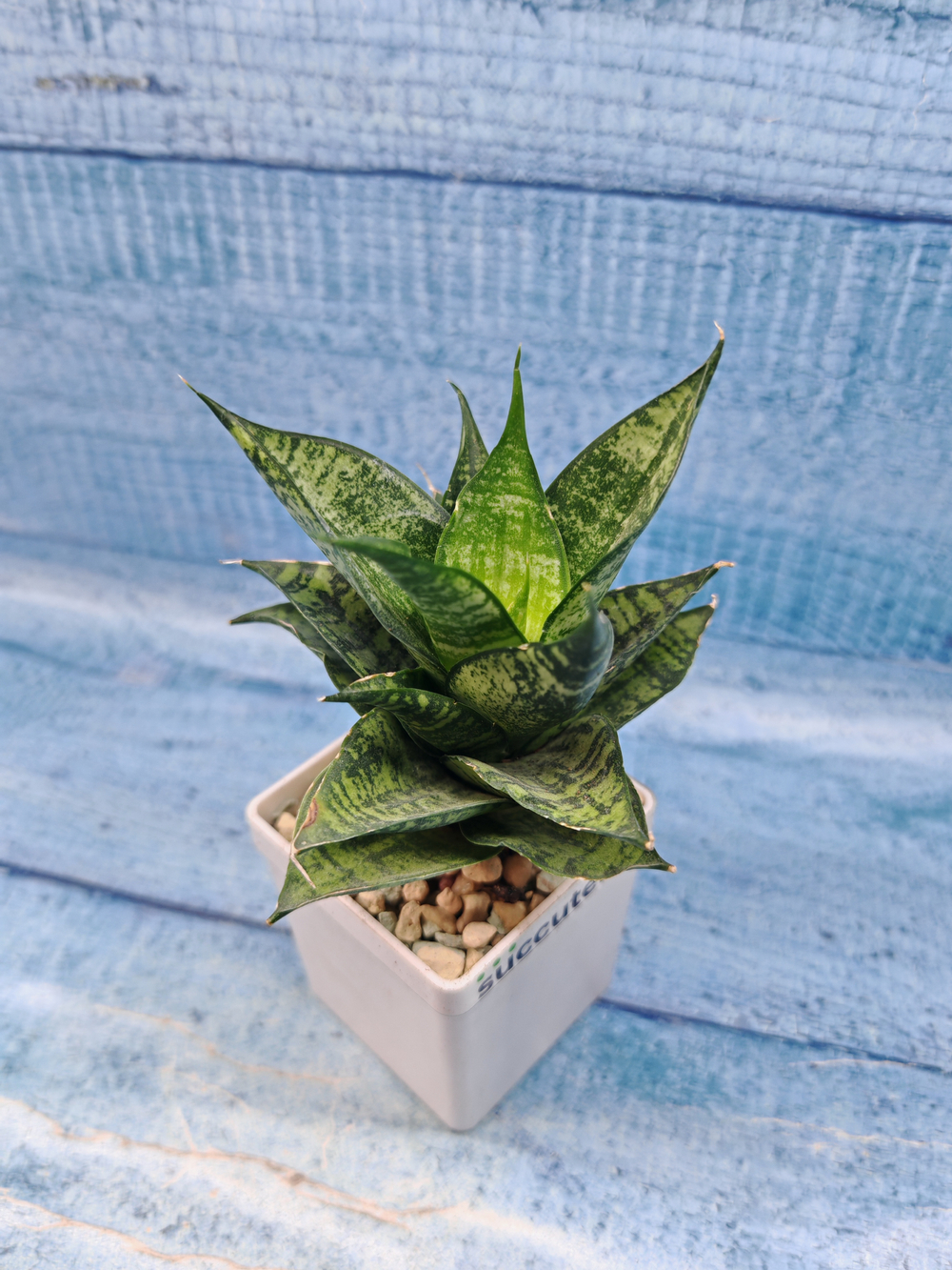 Sansevieria Brilliant Crown (Сансевиерия)
