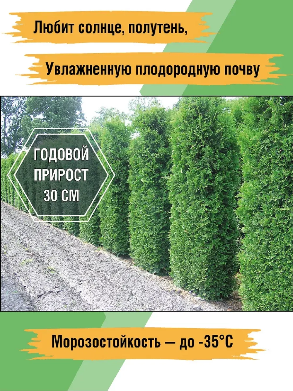 Саженец Туя западная Брабант 3 шт хвойные