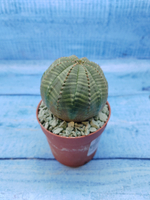 Euphorbia Obesa (Эуфорбия)