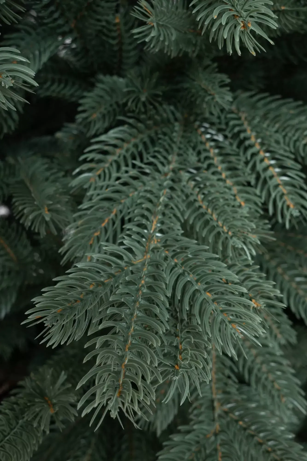 Искусственная елка Балтийская голубая 240 см., 100% литая хвоя, ЕлкиТорг (243240)