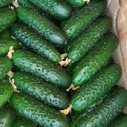 Огурец Северин F1 7шт Мировые Семена VITA GREEN