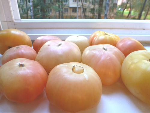 Помидоры Лебединая Песня