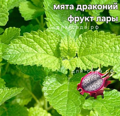 Мята драконий фрукт
