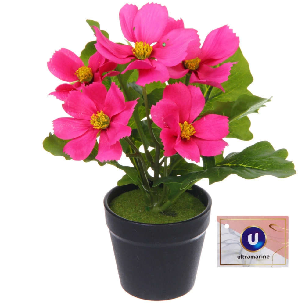 Цветочная композиция «Поцелуй лета» Космея ярко-розовая 20см