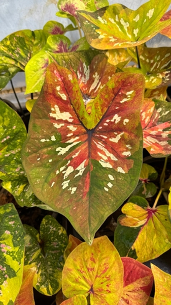 На ферме каладиумов в Таиланде. Ноябрь 2025. Часть 1