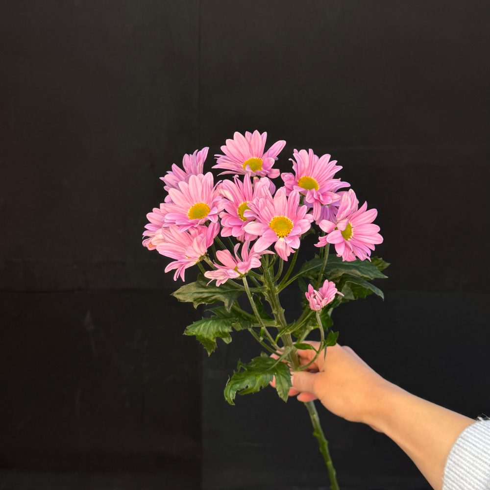 Хризантема кустовая Ромашковая Сиреневая / 1 шт