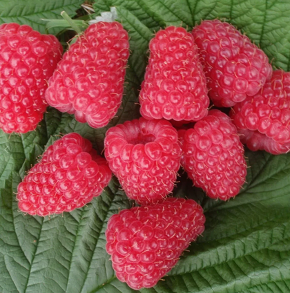 Малина летняя сорт Глен Долл