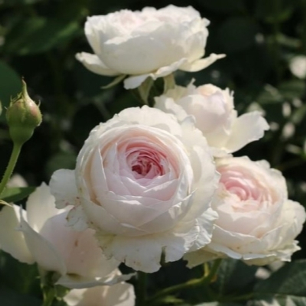 Роза флорибунда Герцогиня Кристиана С4