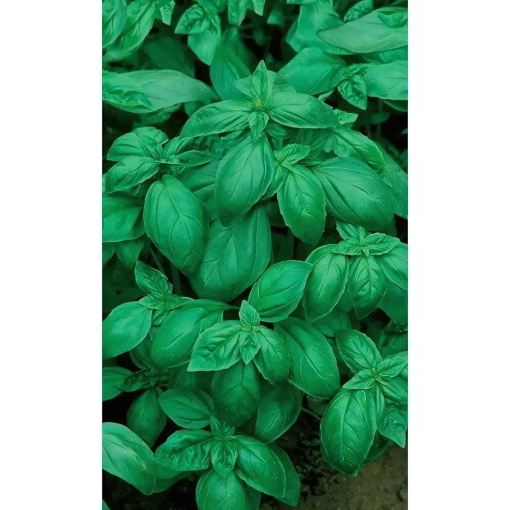 Семена Базилик Застольный (Марс) 0,3гр Б/П