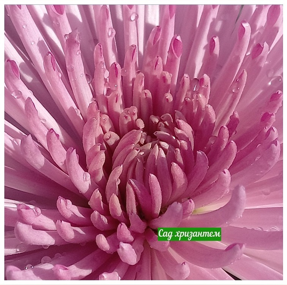 Хризантема одноголовая Anastasia pink ☘ о.38    (отгрузка  Сентябрь)