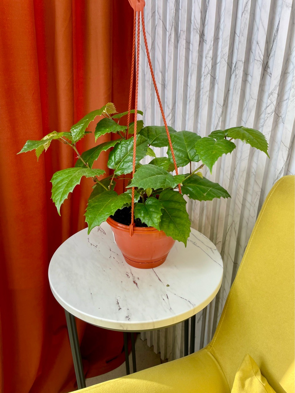 Циссус Антарктический в кашпо, D16см Н40см, 1шт, Россия