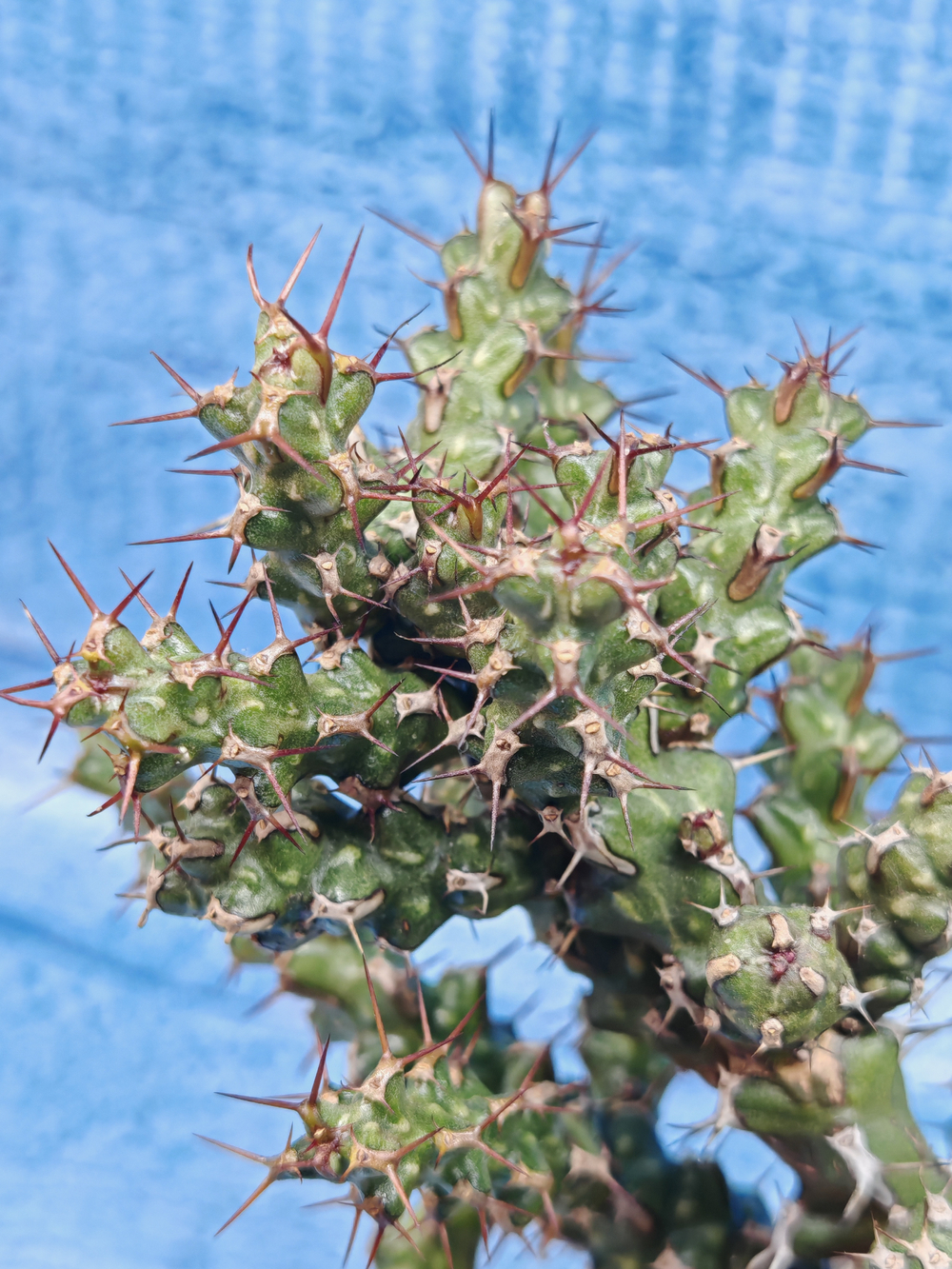 Euphorbia Lenewtonii (Эуфорбия)