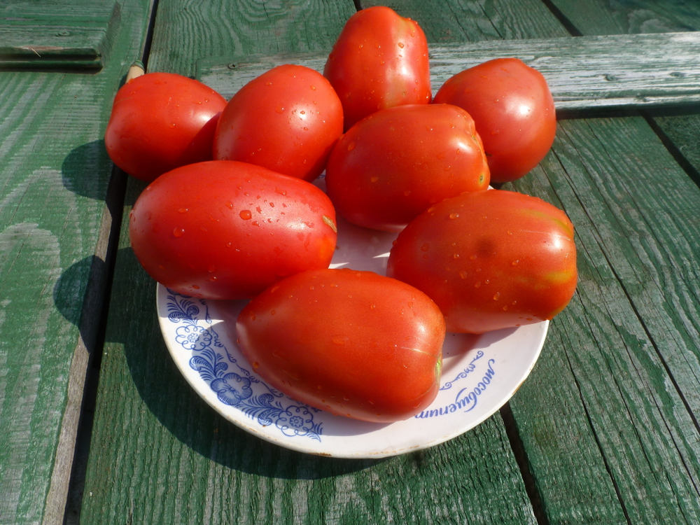 Помидоры - Amos Coli - Амос Коли