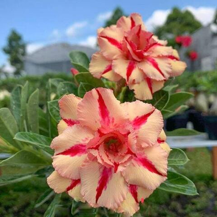 Адениум KIM ANH