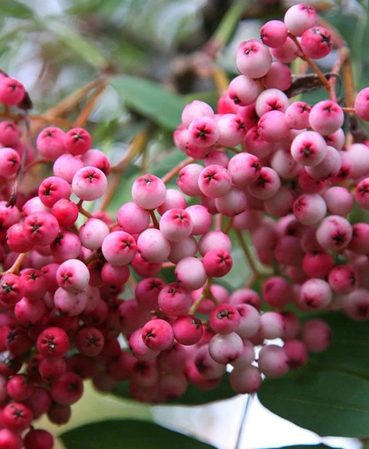 Рябина Пепл Меджик штамб 80 см Закупка М66 апрель 2026