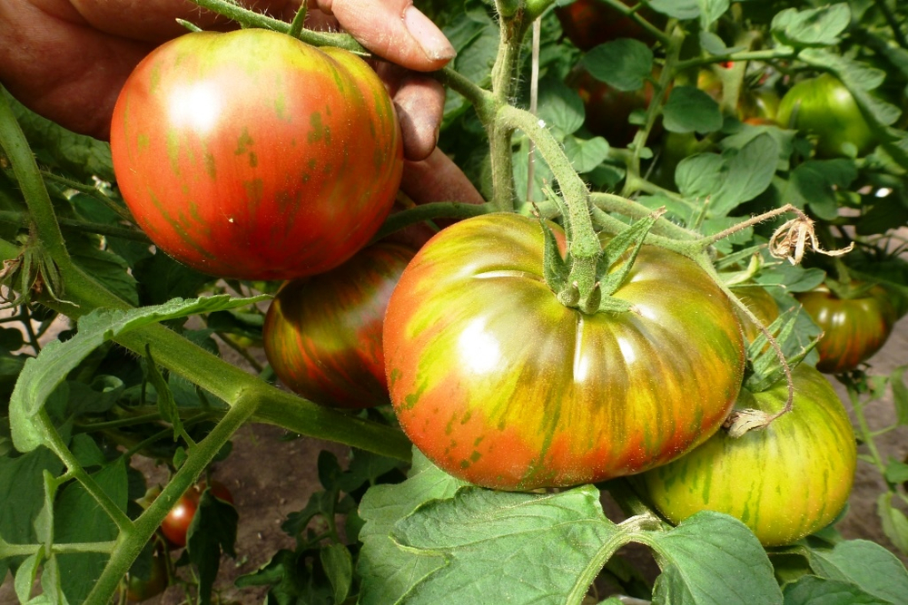 Помидоры - Pink Berkeley Tie-Dye - В стиле Тай-Дай