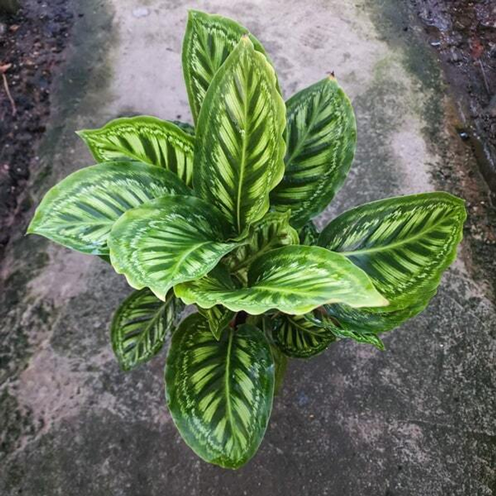 Калатея FLAMESTAR #7