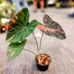 Колоказия EPISODE ONE