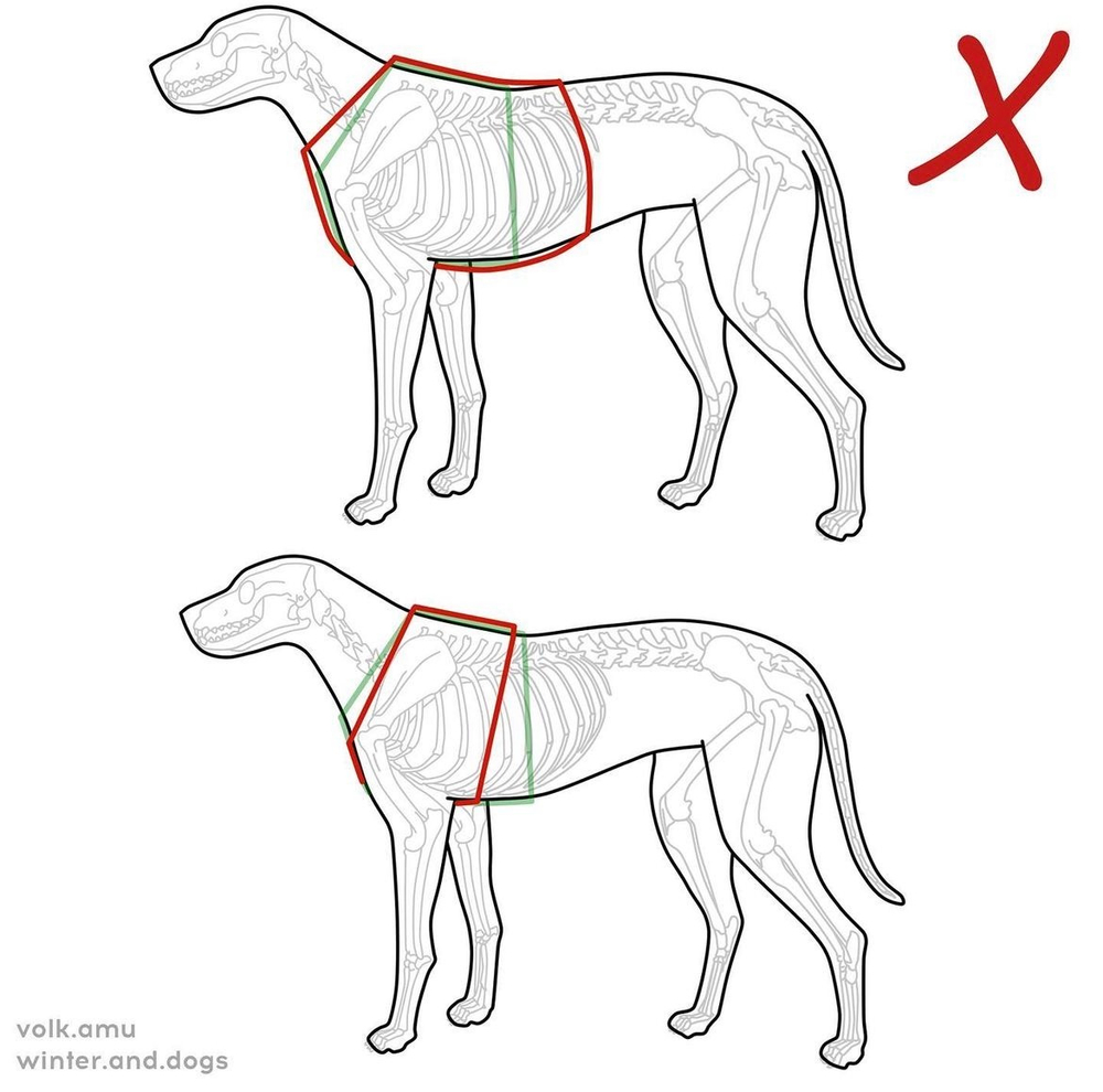 Шлейка Pawmpkin, наличие