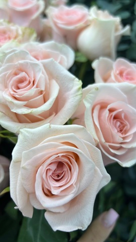 13 роз сорта Be sweet