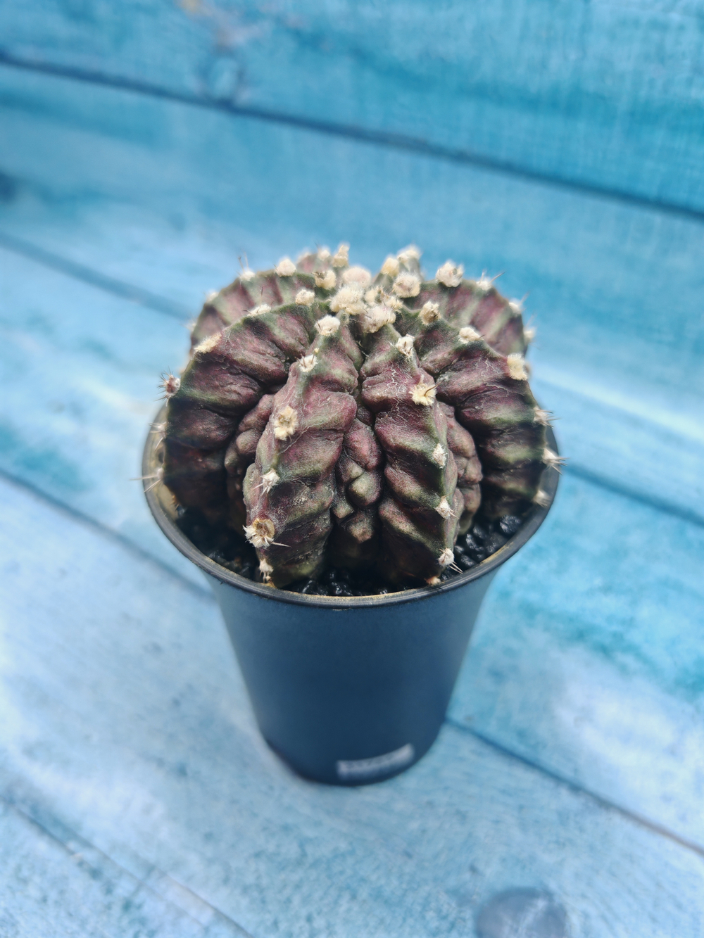 Gymnocalycium T-Rex Pink hybride (Гимнокалициум T-rex)