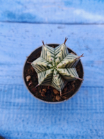 Euphorbia meloformis f. Variegated (Эуфорбия вариегатная)