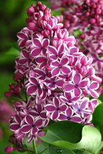 Сирень Сенсация С3 20-40