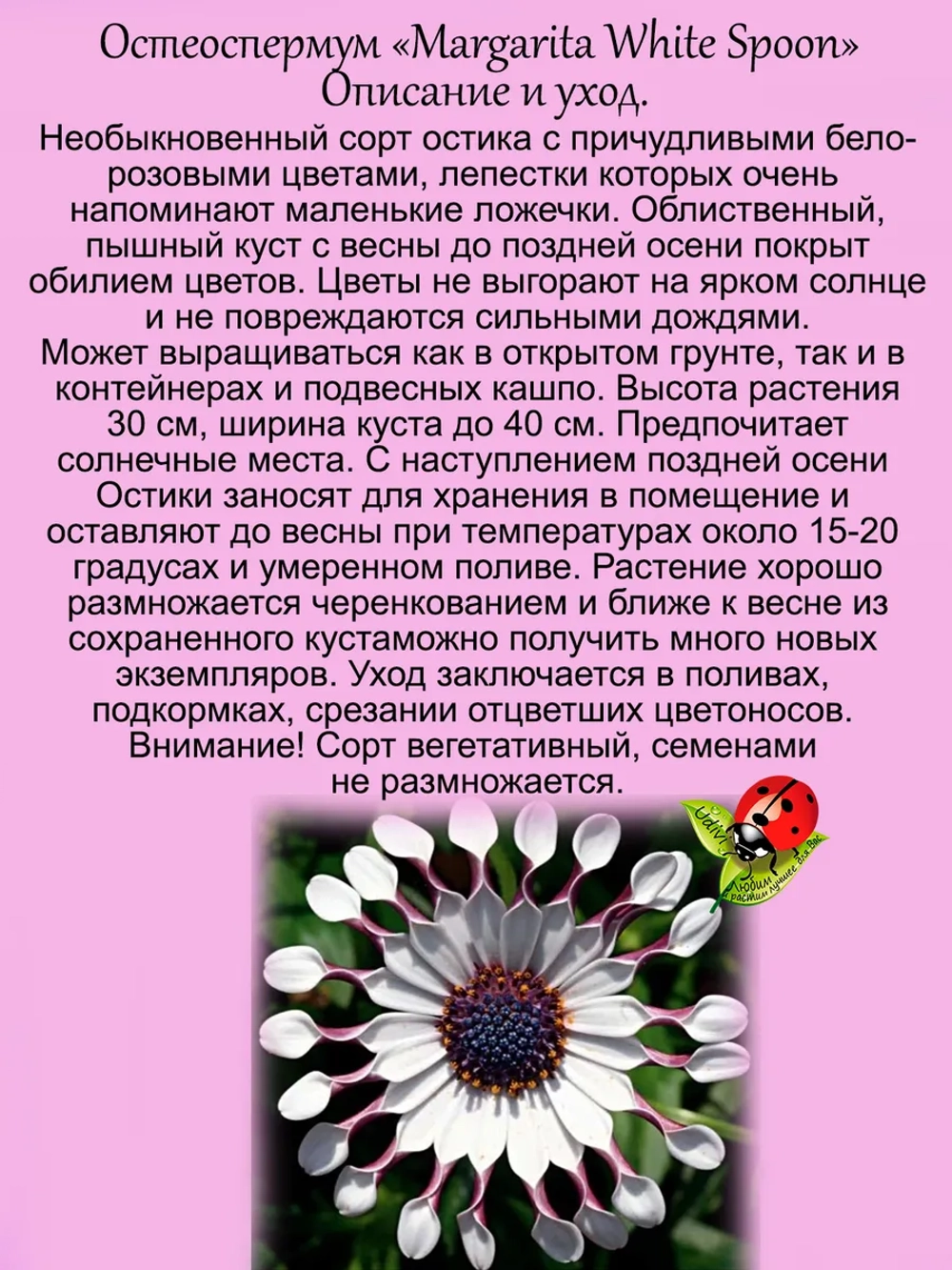 Остеоспермум Белая ложка Маргариты