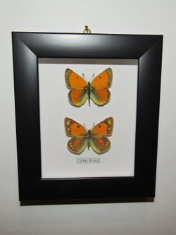 Желтушка Colias thisoa пара рамке