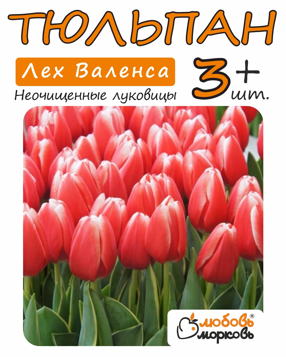 Тюльпан Луковица, Лех Валенса, 3+ шт