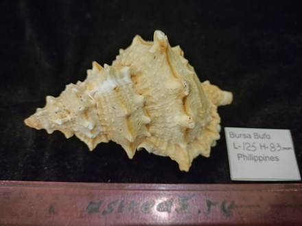 Бурса Буфо лисcоcтома 115-125 мм