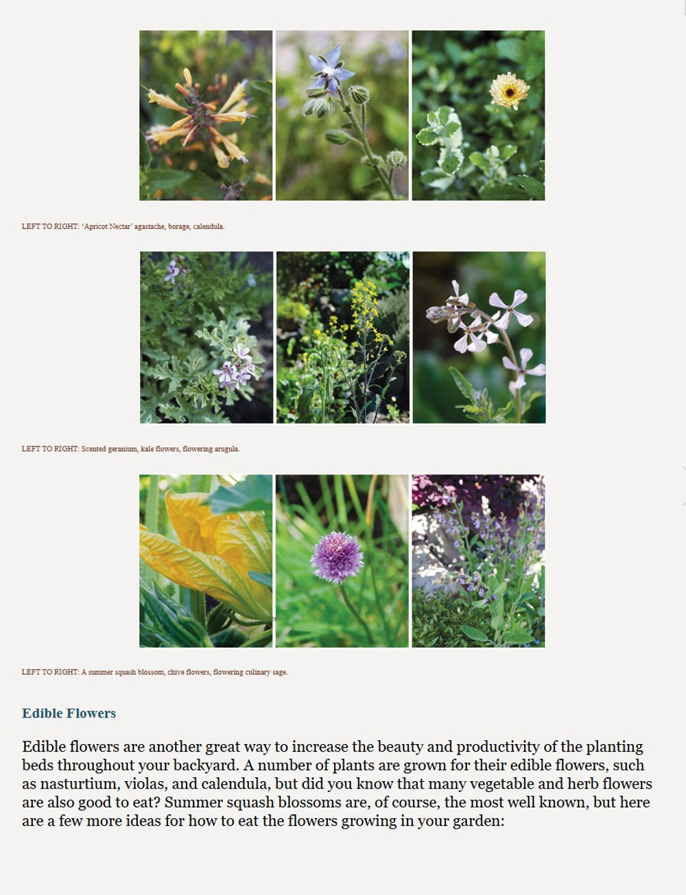 The Beautiful Edible Garden: Design A Stylish Outdoor Space Using Vegetables, Fruits, and Herbs