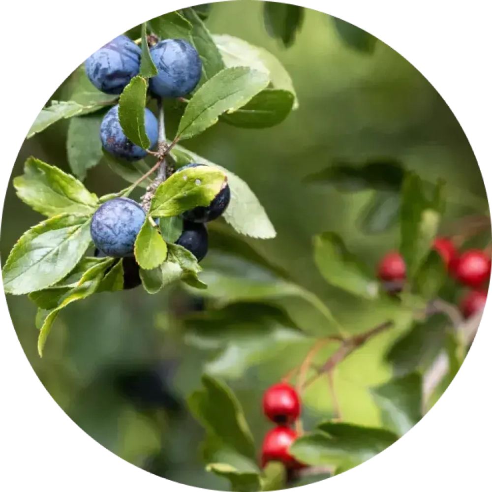 Aircraft CIGAR BLEND - Nordic Wild Berries (200г)