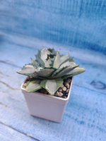 Agave Potatorum Variegata (Агава)